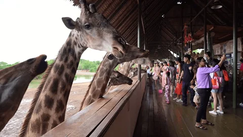 Mini Zoo